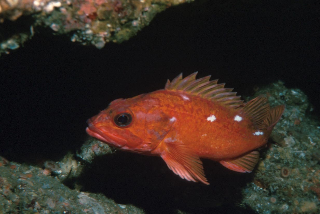 Sebastes costellatus